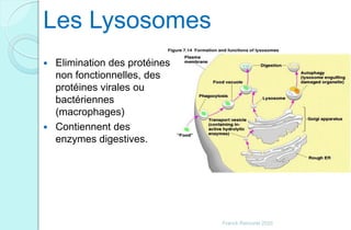 Les Lysosomes
 Elimination des protéines
non fonctionnelles, des
protéines virales ou
bactériennes
(macrophages)
 Contiennent des
enzymes digestives.
Franck Rencurel 2020
 