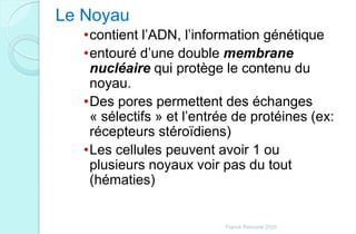 Le Noyau
•contient l’ADN, l’information génétique
•entouré d’une double membrane
nucléaire qui protège le contenu du
noyau.
•Des pores permettent des échanges
« sélectifs » et l’entrée de protéines (ex:
récepteurs stéroïdiens)
•Les cellules peuvent avoir 1 ou
plusieurs noyaux voir pas du tout
(hématies)
Franck Rencurel 2020
 