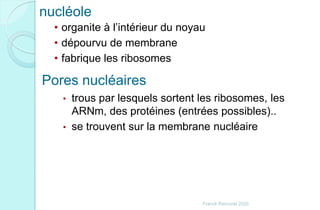 nucléole
• organite à l’intérieur du noyau
• dépourvu de membrane
• fabrique les ribosomes
Pores nucléaires
• trous par lesquels sortent les ribosomes, les
ARNm, des protéines (entrées possibles)..
• se trouvent sur la membrane nucléaire
Franck Rencurel 2020
 