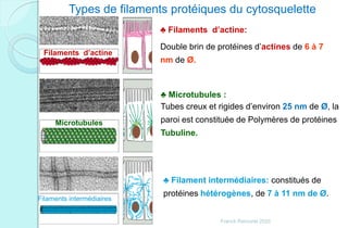Filaments intermédiaires
Microtubules
Filaments d’actine
♣ Filaments d’actine:
Double brin de protéines d’actines de 6 à 7
nm de Ø.
Types de filaments protéiques du cytosquelette
♣ Microtubules :
Tubes creux et rigides d’environ 25 nm de Ø, la
paroi est constituée de Polymères de protéines
Tubuline.
♣ Filament intermédiaires: constitués de
protéines hétérogènes, de 7 à 11 nm de Ø.
Franck Rencurel 2020
 