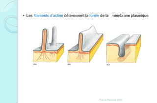• Les filaments d’actine déterminent la forme de la membrane plasmique.
Franck Rencurel 2020
 