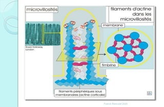 Franck Rencurel 2020
 