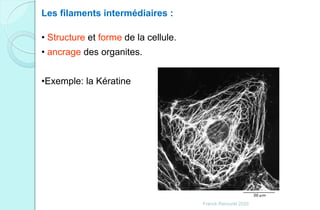 Les filaments intermédiaires :
• Structure et forme de la cellule.
• ancrage des organites.
•Exemple: la Kératine
Franck Rencurel 2020
 