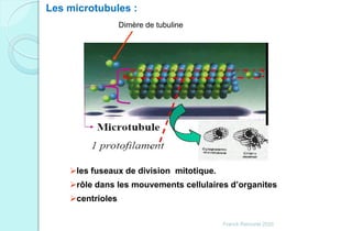 Les microtubules :
Dimère de tubuline
les fuseaux de division mitotique.
rôle dans les mouvements cellulaires d’organites
centrioles
Franck Rencurel 2020
 