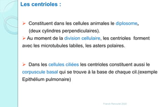 Les centrioles :
 Constituent dans les cellules animales le diplosome,
(deux cylindres perpendiculaires).
 Au moment de la division cellulaire, les centrioles forment
avec les microtubules labiles, les asters polaires.
 Dans les cellules ciliées les centrioles constituent aussi le
corpuscule basal qui se trouve à la base de chaque cil.(exemple
Epithélium pulmonaire)
Franck Rencurel 2020
 