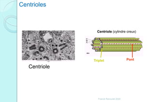 Centrioles
Centriole
Triplet Pont
Centriole (cylindre creux)
Franck Rencurel 2020
 