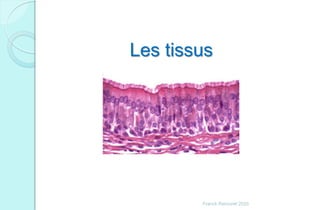 Franck Rencurel 2020
Les tissus
 