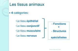 Les tissus animaux
 4 catégories:
Le tissu épithélial
Le tissu conjonctif
Le tissu musculaire
Le tissu nerveux
- Fonctions
+
- Structures
spécialisées
Franck Rencurel 2020
 