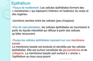 Epithélium
Franck Rencurel 2020
•Tissus de revêtement: Les cellules épithéliales forment des
« membranes » qui tapissent l’intérieur et l’extérieur du corps et
des organes.
•Jonctions serrées entre les cellules (peu d’espace)
•Pas de vascularisation, les cellules épithéliales se nourrissent à
partir du liquide interstitiel qui diffuse à partir des cellules
qu’elles recouvrent.
•Toutes les cellules épithéliales reposent sur une membrane
basale.
La membrane basale est produite et sécrétée par les cellules
épithéliales. Elle est surtout constituée de glycoprotéines et de
collagène. La membrane basale sert surtout à « ancrer »
l’épithélium au tissu sous-jacent
 