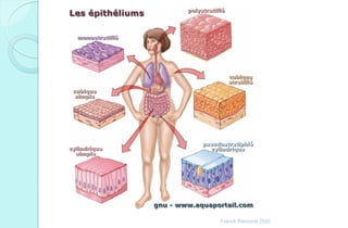 Franck Rencurel 2020
 