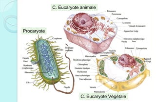 Procaryote
C. Eucaryote animale
C. Eucaryote VégétaleFranck Rencurel 2020
 