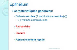 Epithélium
 Caractéristiques générales:
◦ Cellules serrées (1 ou plusieurs couche(s))
→ ↓ matrice extracellulaire
◦ Avasculaire
◦ Innervé
◦ Renouvellement rapide
Franck Rencurel 2020
 