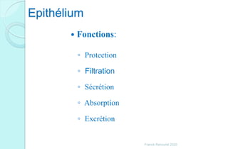  Fonctions:
◦ Protection
◦ Filtration
◦ Sécrétion
◦ Absorption
◦ Excrétion
Epithélium
Franck Rencurel 2020
 