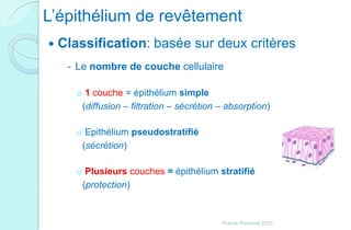 L’épithélium de revêtement
 Classification: basée sur deux critères
- Le nombre de couche cellulaire
o 1 couche = épithélium simple
(diffusion – filtration – sécrétion – absorption)
o Epithélium pseudostratifié
(sécrétion)
o Plusieurs couches = épithélium stratifié
(protection)
Franck Rencurel 2020
 