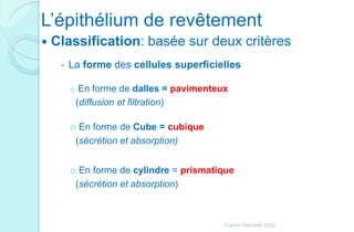 L’épithélium de revêtement
 Classification: basée sur deux critères
- La forme des cellules superficielles
o En forme de dalles = pavimenteux
(diffusion et filtration)
o En forme de Cube = cubique
(sécrétion et absorption)
o En forme de cylindre = prismatique
(sécrétion et absorption)
Franck Rencurel 2020
 