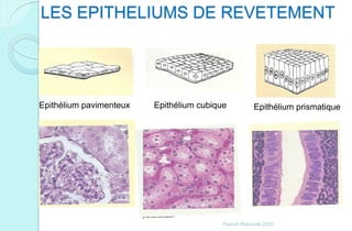 LES EPITHELIUMS DE REVETEMENT
Epithélium pavimenteux Epithélium cubique Epithélium prismatique
Franck Rencurel 2020
 