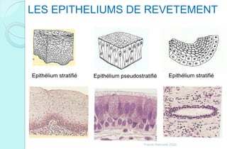 LES EPITHELIUMS DE REVETEMENT
Epithélium pseudostratifiéEpithélium stratifié Epithélium stratifié
Franck Rencurel 2020
 
