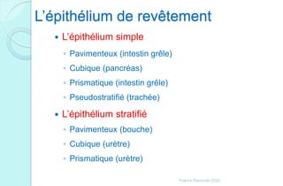L’épithélium de revêtement
 L’épithélium simple
◦ Pavimenteux (intestin grêle)
◦ Cubique (pancréas)
◦ Prismatique (intestin grêle)
◦ Pseudostratifié (trachée)
 L’épithélium stratifié
◦ Pavimenteux (bouche)
◦ Cubique (urètre)
◦ Prismatique (urètre)
Franck Rencurel 2020
 