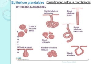 Franck Rencurel 2020
Epithélium glandulaire Classification selon la morphologie
 