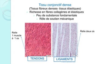 Tissu conjonctif dense
(Tissus fibreux denses- tissus élastiques)
 Richesse en fibres collagènes et élastiques
 Peu de substance fondamentale
 Rôle de soutien mécanique
TENDONS LIGAMENTS
Relie deux os
Relie
1 muscle
à 1 os
Franck Rencurel 2020
 