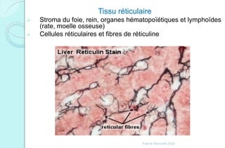Tissu réticulaire
 Stroma du foie, rein, organes hématopoïétiques et lymphoïdes
(rate, moelle osseuse)
 Cellules réticulaires et fibres de réticuline
Franck Rencurel 2020
 