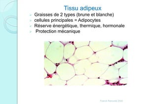 Tissu adipeux
 Graisses de 2 types (brune et blanche)
 cellules principales = Adipocytes
 Réserve énergétique, thermique, hormonale
 Protection mécanique
Franck Rencurel 2020
 