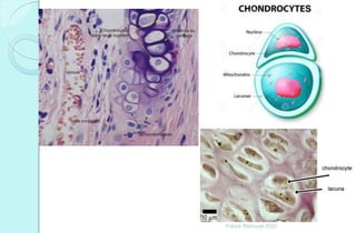 Franck Rencurel 2020
 