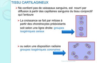 ou selon une disposition radiaire
groupes isogéniques coronaires
TISSU CARTILAGINEUX
Ne contient pas de vaisseaux sanguins, est nourri par
diffusion à partir des capillaires sanguins du tissu conjonctif
qui l’entoure
La croissance se fait par mitose à
partir des chondrocytes prééxistants
soit selon une ligne droite: groupes
isogéniques axiaux
Franck Rencurel 2020
 