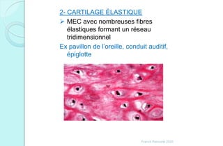 2- CARTILAGE ÉLASTIQUE
 MEC avec nombreuses fibres
élastiques formant un réseau
tridimensionnel
Ex pavillon de l’oreille, conduit auditif,
épiglotte
Franck Rencurel 2020
 