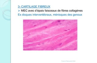 3- CARTILAGE FIBREUX
 MEC avec d’épais faisceaux de fibres collagènes
Ex disques intervertébraux, ménisques des genoux
Franck Rencurel 2020
 
