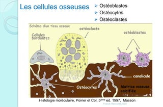  Ostéoblastes
 Ostéocytes
 Ostéoclastes
Les cellules osseuses
Histologie moléculaire, Poirier et Col, 5ème ed. 1997, Masson
Franck Rencurel 2020
 