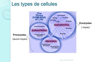 Les types de cellules
Procaryotes
(aucun noyau)
Eucaryotes
( noyau)
Franck Rencurel 2020
 
