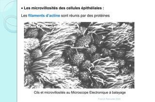  Les microvillosités des cellules épithéliales :
Les filaments d’actine sont réunis par des protéines
Cils et microvillosités au Microscope Electronique à balayage
Franck Rencurel 2020
 