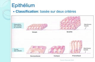  Classification: basée sur deux critères
Epithélium
Franck Rencurel 2020
 