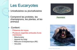 Les Eucaryotes
 Unicellulaires ou pluricellulaires
 Comprend les protistes, les
champignons, les plantes, et les
animaux
 Contient:
◦ Présence de noyau
◦ Plusieurs organites entourés d’une
membrane:
 Mitochondrie
 Appareil de Golgi
 Réticulum Endoplasmique (RE)
 Vacuoles
Paramécie
Franck Rencurel 2020
 