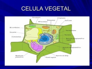 CELULA VEGETAL 