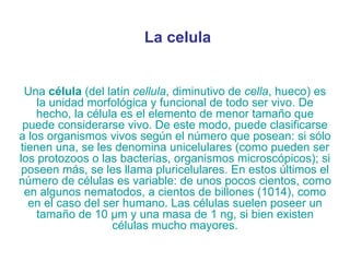 La celula Una  célula  (del  latín   cellula , diminutivo de  cella , hueco) es la unidad  morfológica  y  funcional  de todo  ser vivo . De hecho, la célula es el elemento de menor tamaño que puede considerarse vivo. De este modo, puede  clasificarse  a los organismos vivos según el número que posean: si sólo tienen una, se les denomina  unicelulares  (como pueden ser los  protozoos  o las  bacterias , organismos microscópicos); si poseen más, se les llama  pluricelulares . En estos últimos el número de células es variable: de unos pocos cientos, como en algunos  nematodos , a cientos de  billones  (1014), como en el caso del  ser humano . Las células suelen poseer un tamaño de 10  µm  y una masa de 1  ng , si bien existen células mucho mayores. 