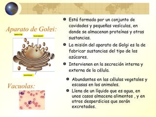 Aparato de Golgi: Está formado por un conjunto de cavidades y pequeñas vesículas, en donde se almacenan proteínas y otras sustancias. La misión del aparato de Golgi es la de fabricar sustancias del tipo de los azúcares. Intervienen en la secreción interna y externa de la célula. Vacuolas: Abundantes en las células vegetales y escasas en los animales. Llena de un líquido que es agua, en unos casos almacena alimentos , y en otros desperdicios que serán excretados. 