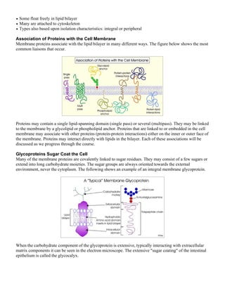 • Some float freely in lipid bilayer
• Many are attached to cytoskeleton
• Types also based upon isolation characteristics: integral or peripheral

Association of Proteins with the Cell Membrane
Membrane proteins associate with the lipid bilayer in many different ways. The figure below shows the most
common liaisons that occur.




Proteins may contain a single lipid-spanning domain (single pass) or several (multipass). They may be linked
to the membrane by a glycolipid or phospholipid anchor. Proteins that are linked to or embedded in the cell
membrane may associate with other proteins (protein-protein interactions) either on the inner or outer face of
the membrane. Proteins may interact directly with lipids in the bilayer. Each of these associations will be
discussed as we progress through the course.

Glycoproteins Sugar Coat the Cell
Many of the membrane proteins are covalently linked to sugar residues. They may consist of a few sugars or
extend into long carbohydrate moieties. The sugar groups are always oriented towards the external
environment, never the cytoplasm. The following shows an example of an integral membrane glycoprotein.




When the carbohydrate component of the glycoprotein is extensive, typically interacting with extracellular
matrix components it can be seen in the electron microscope. The extensive "sugar coating" of the intestinal
epithelium is called the glycocalyx.
 