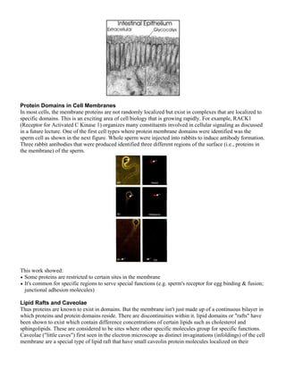 Protein Domains in Cell Membranes
In most cells, the membrane proteins are not randomly localized but exist in complexes that are localized to
specific domains. This is an exciting area of cell biology that is growing rapidly. For example, RACK1
(Receptor for Activated C Kinase 1) organizes many constituents involved in cellular signaling as discussed
in a future lecture. One of the first cell types where protein membrane domains were identified was the
sperm cell as shown in the next figure. Whole sperm were injected into rabbits to induce antibody formation.
Three rabbit antibodies that were produced identified three different regions of the surface (i.e., proteins in
the membrane) of the sperm.




This work showed:
• Some proteins are restricted to certain sites in the membrane
• It's common for specific regions to serve special functions (e.g. sperm's receptor for egg binding & fusion;
  junctional adhesion molecules)

Lipid Rafts and Caveolae
Thus proteins are known to exist in domains. But the membrane isn't just made up of a continuous bilayer in
which proteins and protein domains reside. There are discontinuities within it. lipid domains or "rafts" have
been shown to exist which contain difference concentrations of certain lipids such as cholesterol and
sphingolipids. These are considered to be sites where other specific molecules group for specific functions.
Caveolae ("little caves") first seen in the electron microscope as distinct invaginations (infoldings) of the cell
membrane are a special type of lipid raft that have small caveolin protein molecules localized on their
 