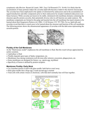 cytoplasmic side (Review: Razani & Lisanti, 2001. Exp. Cell Research 271: 36-44). It is likely that the
accumulation of many proteins makes the caveolae lipid rafts become evident in the electron microscope.
The caveolae have been implicated in the uptake of cholesterol by endocytosis and in the accumulation of
signal transduction and other components prior to their endocytosis by receptor mediated endocytosis (see
future lectures). While caveolae are known to be stable, cholesterol-rich membrane domains containing the
structure-specific protein caveolin, their potentially diverse roles in cell function are under analysis. The
membrane components are formed in the golgi and inserted into the cell membrane but much remains to be
learned about their biogenesis (Parton et al, 2006. J. Cell Science 119: 787-786). For us, lipid rafts and
caveolae reveal that there is much more to be learned about the structure and function of the cell membrane.
The following picture shows the ultrastructural appearance of caveolae with the dark areas representing the
caveolin protein.




Fluidity of the Cell Membrane
As the "fluid mosaic model" emphasizes the cell membrane is fluid. But this wasn't always appreciated by
earlier scientists.
• Lipid phase is fluid
• Fluidity depends upon types of lipids, temperature, etc.
• Membranes fuse during cytokinesis (cell division after mitosis), exocytosis, phagocytosis, etc.
• Some membranes are designed for fusion: e.g., sperm-egg, myoblasts
• Specificity of fusion is defined by protein receptors

Membrane Fluidity: Early Work
• Cut Amoebae proteus in half with glass needle: both halves crawl away
• Stick glass needle into a frogs egg: it seals up and egg is normal
• Treat cells with certain viruses or electricity: cells that don't normally fuse will fuse together.
 