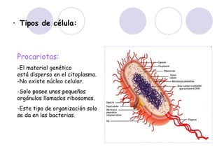 · Tipos de célula: Procariotas: -El material genético está disperso en el citoplasma. -No existe núcleo celular.  -Solo posee unos pequeños orgánulos llamados ribosomas.  -Este tipo de organización solo se da en las bacterias.   