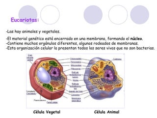 -Las hay animales y vegetales. -El material genético está encerrado en una membrana, formando el  núcleo .  -Contiene muchos orgánulos diferentes, algunos rodeados de membranas.  -Esta organización celular la presentan todos los seres vivos que no son bacterias.   Eucariotas: Célula Vegetal  Célula Animal 