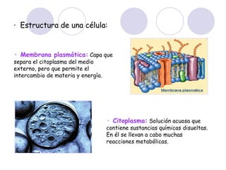 ·  Estructura de una célula: · Membrana plasmática:   Capa que separa el citoplasma del medio externo, pero que permite el intercambio de materia y energía. · Citoplasma:   Solución acuosa que contiene sustancias químicas disueltas. En él se llevan a cabo muchas reacciones metabólicas. 