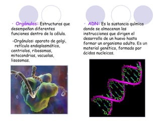 · ADN:   Es la sustancia química donde se almacenan las instrucciones que dirigen el desarrollo de un huevo hasta formar un organismo adulto.  Es un  material genético, formado por ácidos nucleicos. · Orgánulos:   Estructuras que desempeñan diferentes funciones dentro de la célula. -Orgánulos: aparato de golgi,  retículo endoplasmático, centriolos, ribosomas, mitocondrias, vacuolas, lisosomas. 