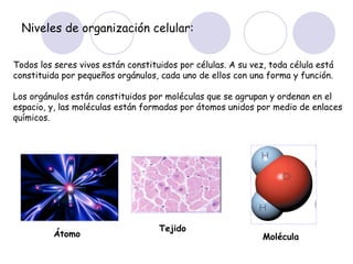 Niveles de organización celular: Todos los seres vivos están constituidos por células. A su vez, toda célula está constituida por pequeños orgánulos, cada uno de ellos con una forma y función. Los orgánulos están constituidos por moléculas que se agrupan y ordenan en el espacio, y, las moléculas están formadas por átomos unidos por medio de enlaces químicos. Átomo Tejido Molécula 