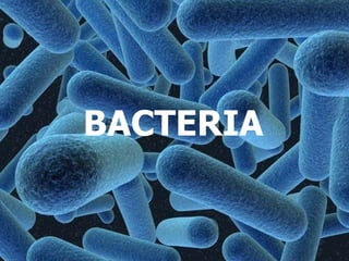 BACTERIA 