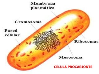 CELULA PROCARIONTE 