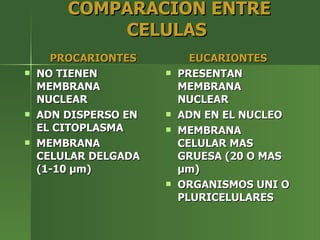 COMPARACION ENTRE CELULAS  PROCARIONTES NO TIENEN MEMBRANA NUCLEAR ADN DISPERSO EN EL CITOPLASMA MEMBRANA CELULAR DELGADA (1-10  µ m) EUCARIONTES PRESENTAN MEMBRANA NUCLEAR ADN EN EL NUCLEO MEMBRANA CELULAR MAS GRUESA (20 O MAS  µm) ORGANISMOS UNI O PLURICELULARES   