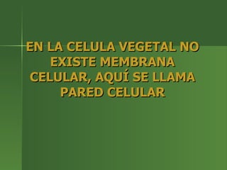 EN LA CELULA VEGETAL NO EXISTE MEMBRANA CELULAR, AQUÍ SE LLAMA PARED CELULAR 